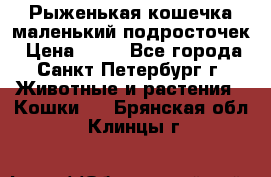 Рыженькая кошечка маленький подросточек › Цена ­ 10 - Все города, Санкт-Петербург г. Животные и растения » Кошки   . Брянская обл.,Клинцы г.